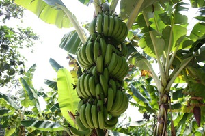 Характерное описание бананов