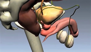 Мужские репродуктивные органы - анатомия человека