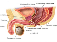 Предстательная железа - анатомия человека