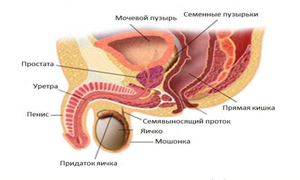Предстательная железа - анатомия человека