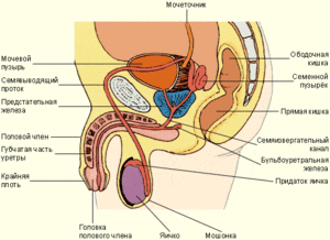 Репродуктивная система - анатомия мужчины