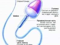 Нормальные и патологические спермотозоиды