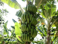 Характерное описание бананов