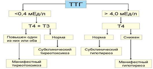 Гормон щитовидной железы ТТГ - наглядная схема работы гормона