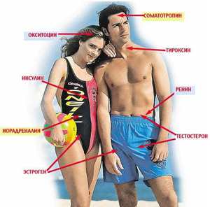 Особенности и части тела, где вырабатывается тестостерон