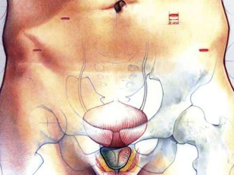Простата - зачем она нужна мужскому организму