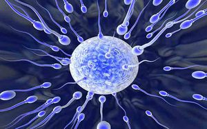 Сперматозоиды на пути к яйцеклетке - процесс оплодотворения