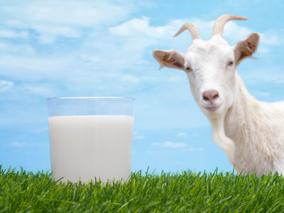 Молоко козье: польза и вред для организма взрослых и пожилых мужчин и женщин, для ребенка, лечебные свойства, калорийность