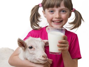 О пользе козьего молока - состав и лечение болезней